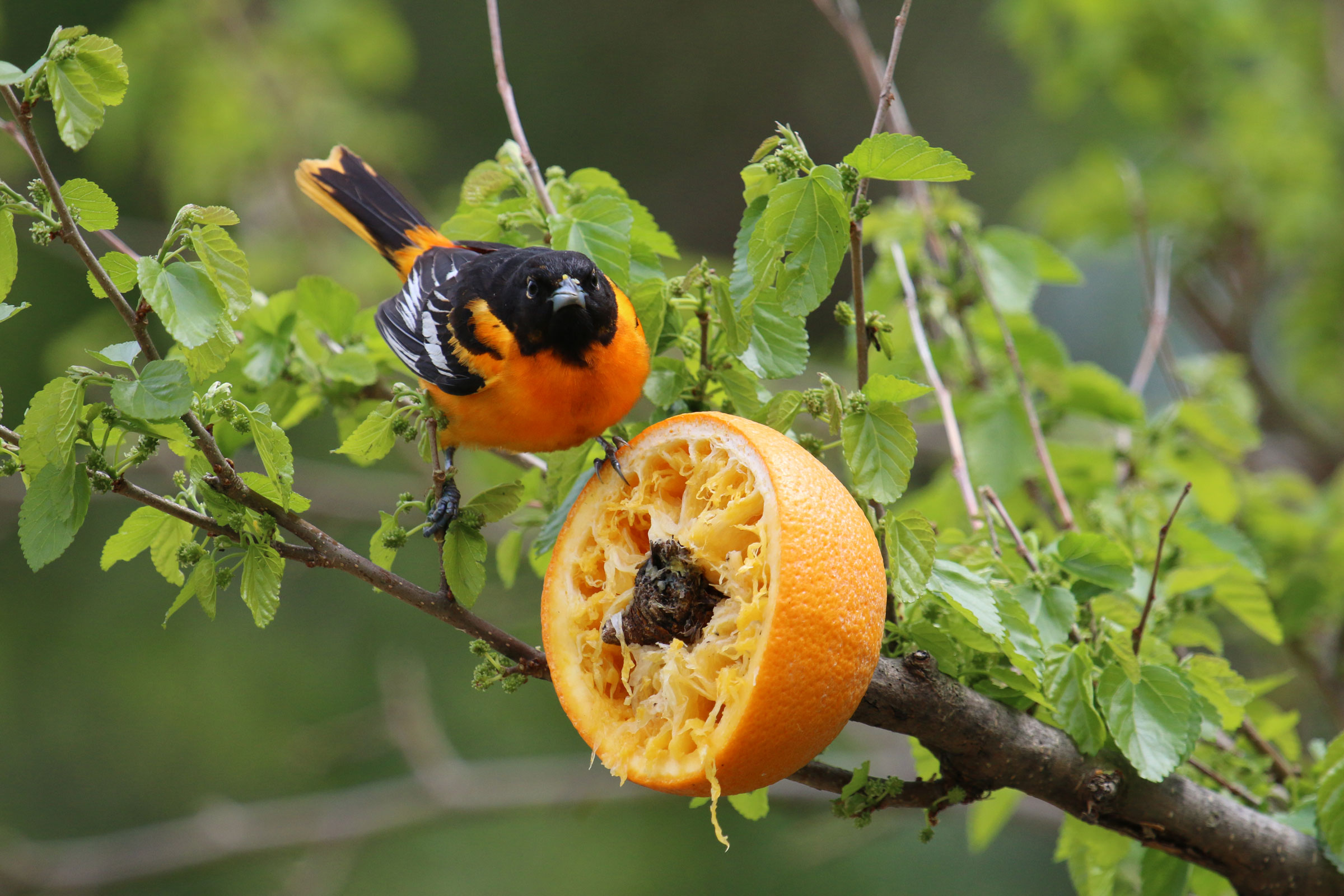 Make an Orange Feeder for Orioles Audubon